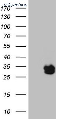 OriGene CF807760 image 1