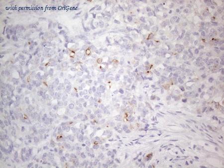 OriGene CF807762 image 1