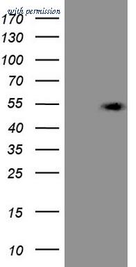 OriGene CF807765 image 1