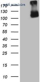 OriGene CF807766 image 1