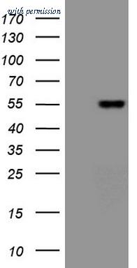 OriGene CF807781 image 1