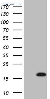 OriGene CF807783 image 1
