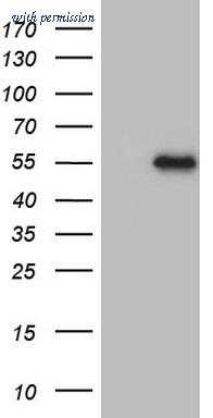 OriGene CF807789 image 1