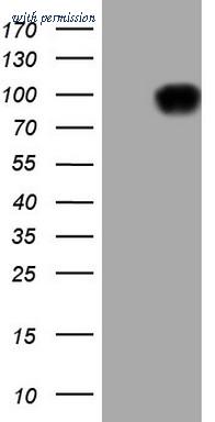 OriGene CF807799 image 1