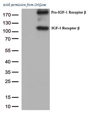 OriGene CF807836 image 1