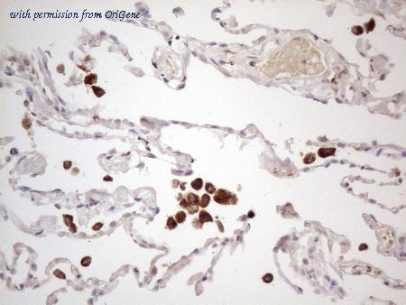 OriGene CF807875 image 1