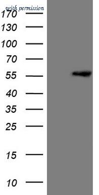 OriGene CF807890 image 1