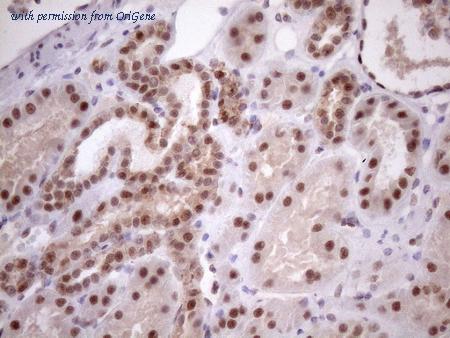 OriGene CF807906 image 1