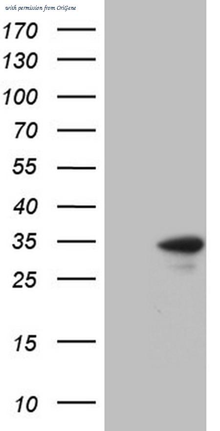 OriGene CF807911 image 1