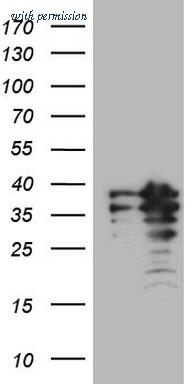 OriGene CF807926 image 1