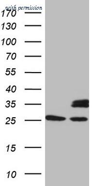 OriGene CF808109 image 1