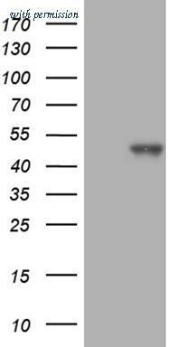 OriGene CF808218 image 1