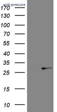 OriGene CF808328 image 1