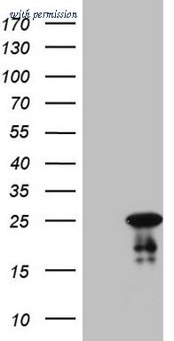 OriGene CF808329 image 1