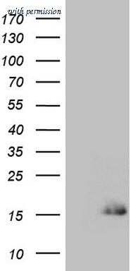 OriGene CF808490 image 1