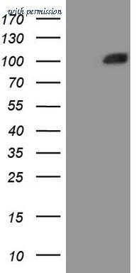 OriGene CF808500 image 1