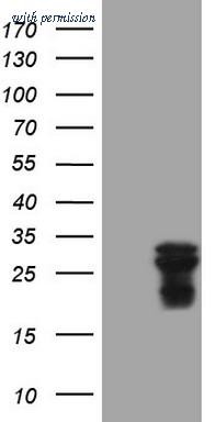 OriGene CF808509 image 1