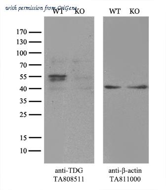 OriGene CF808511 image 1