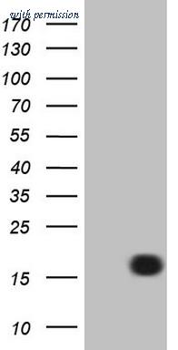 OriGene CF808514 image 1
