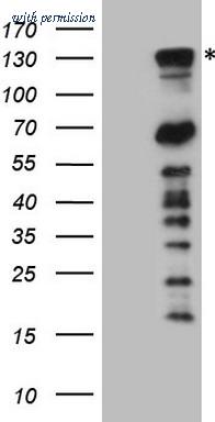 OriGene CF808515 image 1
