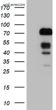 OriGene CF808579 image 1