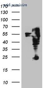 OriGene CF808613 image 1