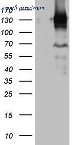 OriGene CF808614 image 1
