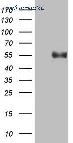 OriGene CF808622 image 1