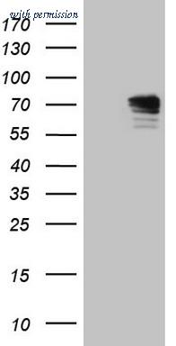OriGene CF808626 image 1