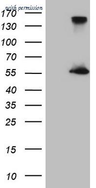 OriGene CF808634 image 1