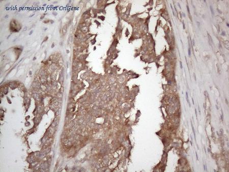 OriGene CF808695 image 1