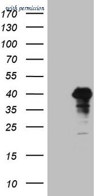 OriGene CF808731 image 1