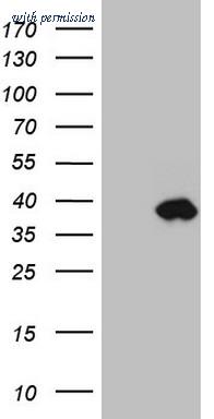OriGene CF808734 image 1