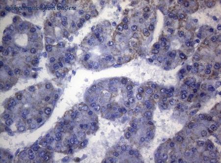 OriGene CF808814 image 1