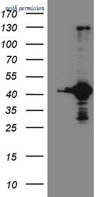 OriGene CF808825 image 1