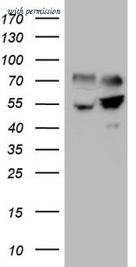 OriGene CF808839 image 1