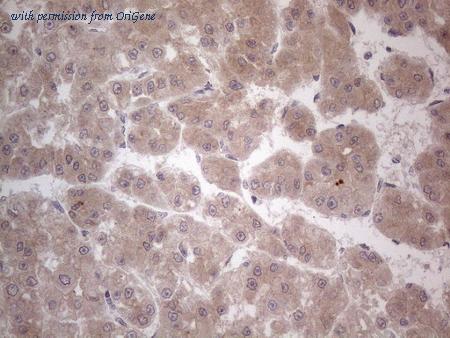 OriGene CF808842 image 1