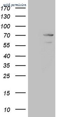 OriGene CF808843 image 1