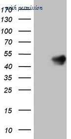 OriGene CF808865 image 1
