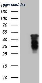 OriGene CF808866 image 1