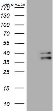 OriGene CF808872 image 1