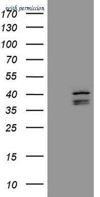 OriGene CF808873 image 1