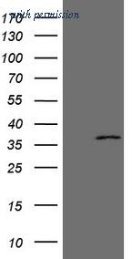 OriGene CF808874 image 1