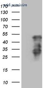 OriGene CF808891 image 1