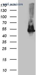 OriGene CF808893 image 1