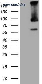 OriGene CF808895 image 1