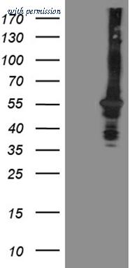 OriGene CF808945 image 1