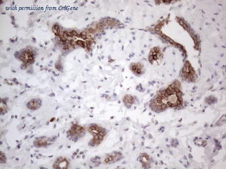 OriGene CF808997 image 1