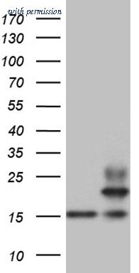 OriGene CF809030 image 1