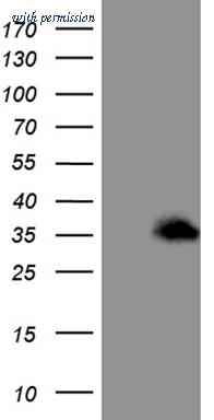 OriGene CF809038 image 1